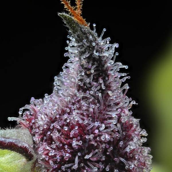 BearBush-Bear-Bush-Botanical-Collective-Barney's-Farm-Cherry-Poppers-Fem-5