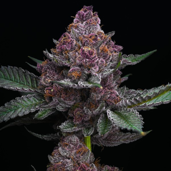 BearBush-Bear-Bush-Botanical-Collective-Barney's-Farm-Cherry-Poppers-Fem-6