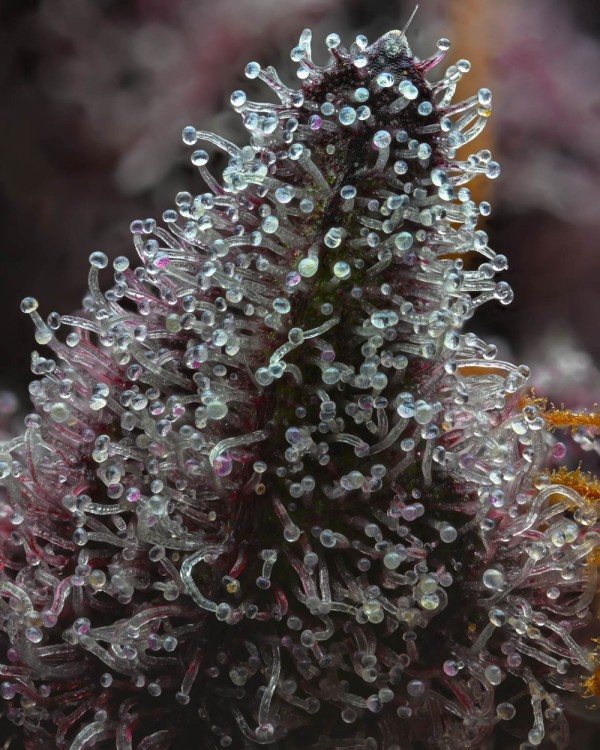 BearBush-Bear-Bush-Botanical-Collective-Barney's-Farm-Cherry-Poppers-Fem-7