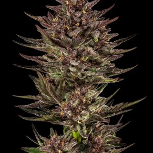 BearBush-Bear-Bush-Botanical-Collective-Barney's-Farm-Frosted-Zinn-x-Cookie-Dog-Auto-2
