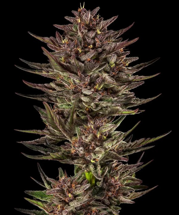 BearBush-Bear-Bush-Botanical-Collective-Barney's-Farm-Frosted-Zinn-x-Cookie-Dog-Auto-2