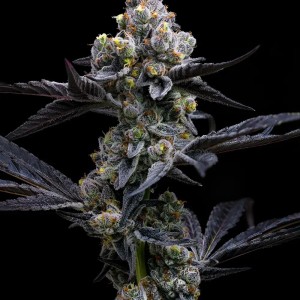 BearBush-Bear-Bush-Botanical-Collective-Barney's-Farm-Garlic-Cookies-Fem-2