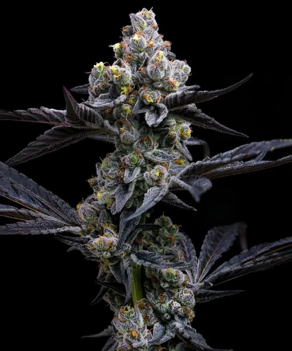 BearBush-Bear-Bush-Botanical-Collective-Barney's-Farm-Garlic-Cookies-Fem-2