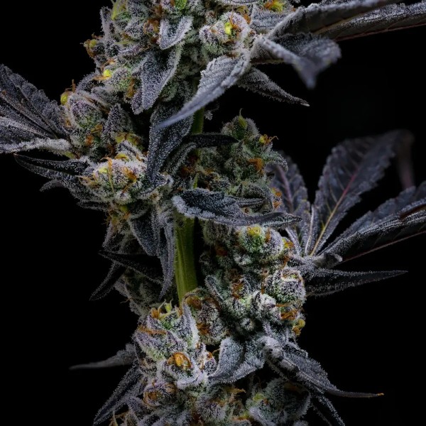 BearBush-Bear-Bush-Botanical-Collective-Barney's-Farm-Garlic-Cookies-Fem-3