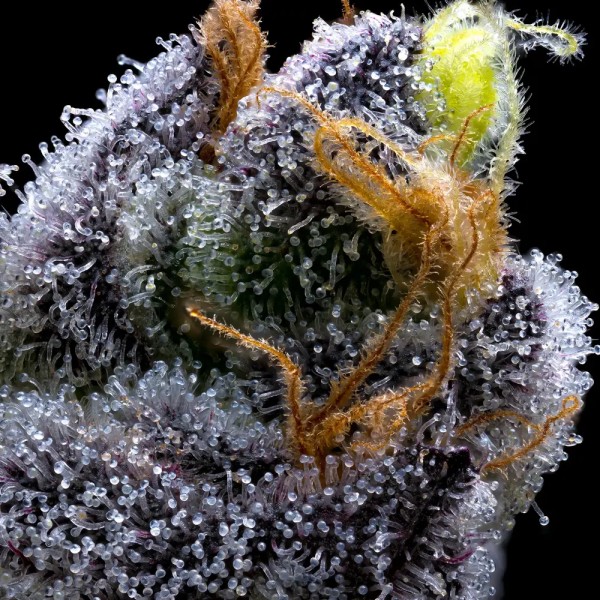 BearBush-Bear-Bush-Botanical-Collective-Barney's-Farm-Garlic-Cookies-Fem-4