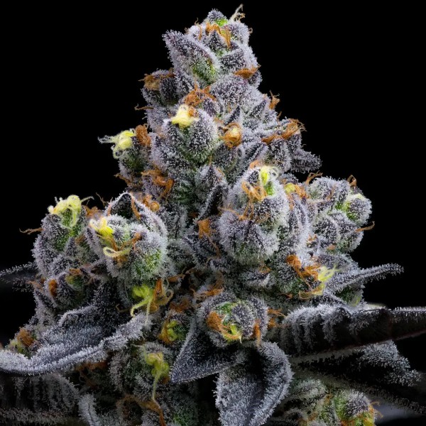 BearBush-Bear-Bush-Botanical-Collective-Barney's-Farm-Garlic-Cookies-Fem-5