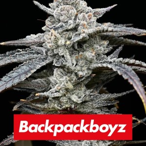 BearBush-Bear-Bush-Botanical-Collective-Barney's-Farm-Lemon-Cherry-Gelato-Fem-2