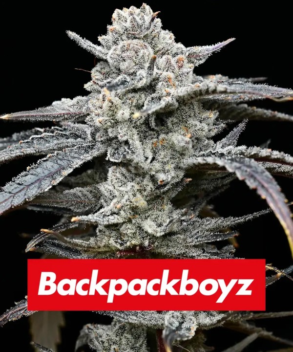 BearBush-Bear-Bush-Botanical-Collective-Barney's-Farm-Lemon-Cherry-Gelato-Fem-2