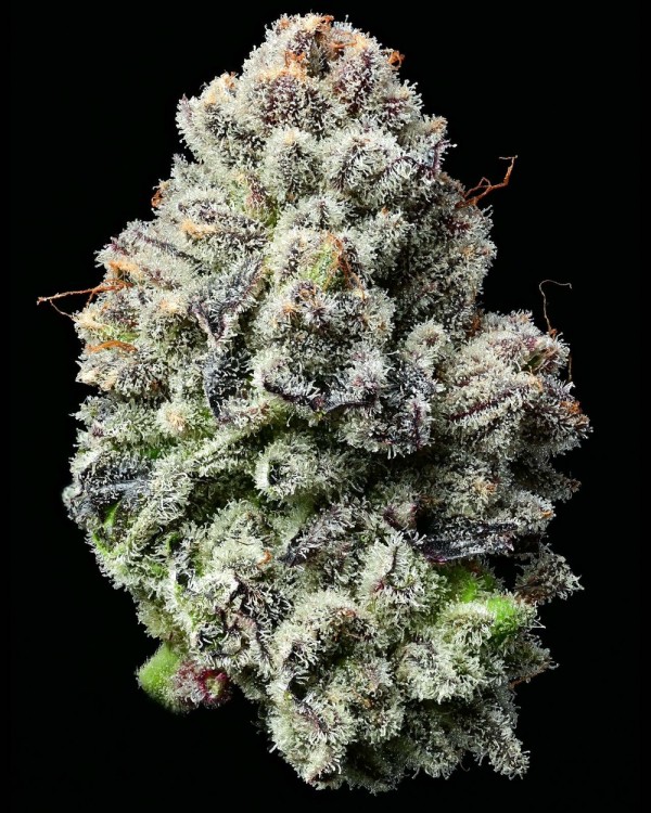 BearBush-Bear-Bush-Botanical-Collective-Barney's-Farm-Lemon-Cherry-Gelato-Fem-3