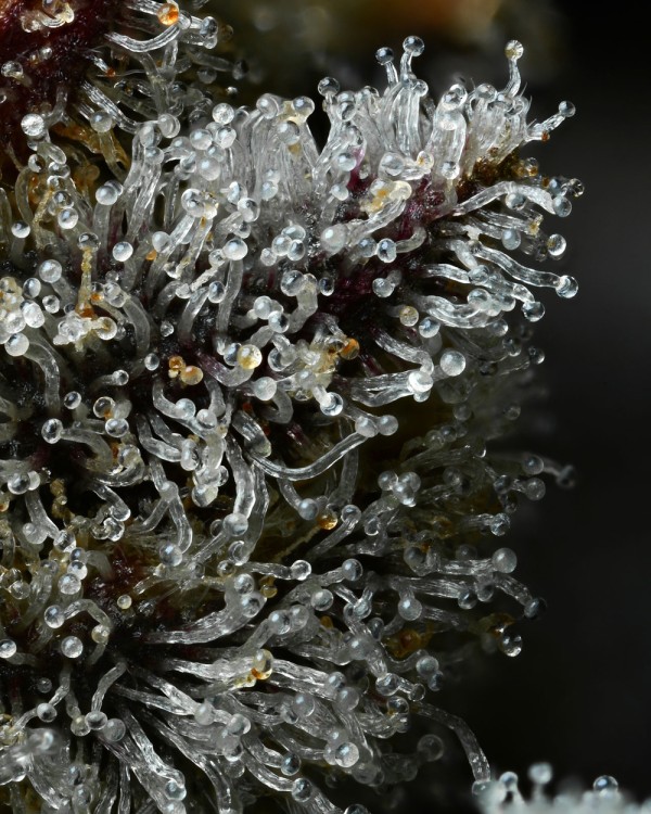 BearBush-Bear-Bush-Botanical-Collective-Barney's-Farm-Lemon-Cherry-Gelato-Fem-4