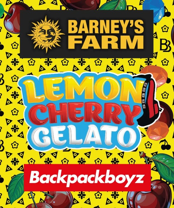 BearBush-Bear-Bush-Botanical-Collective-Barney's-Farm-Lemon-Cherry-Gelato-Fem-5
