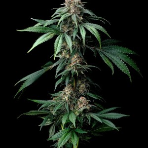BearBush-Bear-Bush-Botanical-Collective-Barney's-Farm-Mendo-Breath-Fem-2