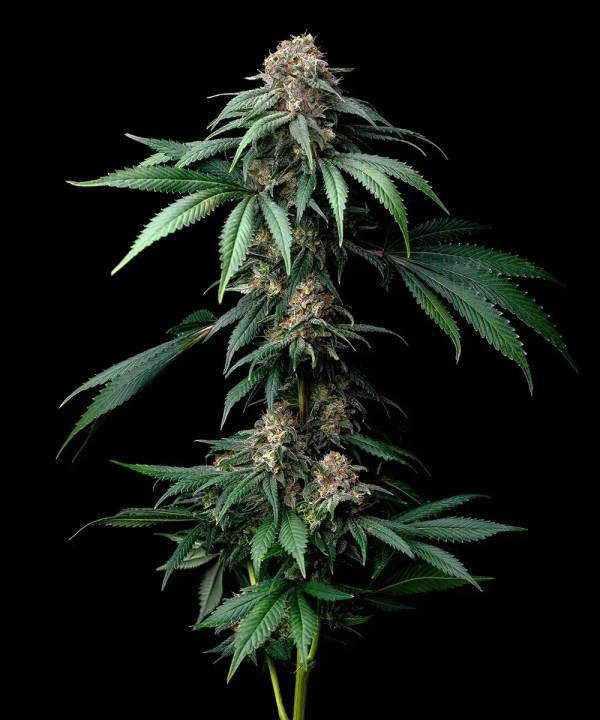 BearBush-Bear-Bush-Botanical-Collective-Barney's-Farm-Mendo-Breath-Fem-2