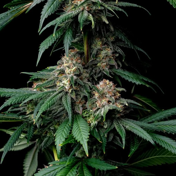 BearBush-Bear-Bush-Botanical-Collective-Barney's-Farm-Mendo-Breath-Fem-3