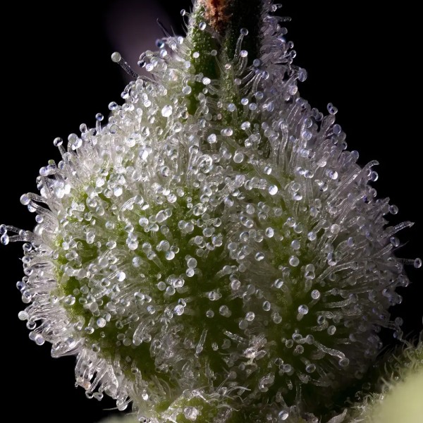 BearBush-Bear-Bush-Botanical-Collective-Barney's-Farm-Mendo-Breath-Fem-4