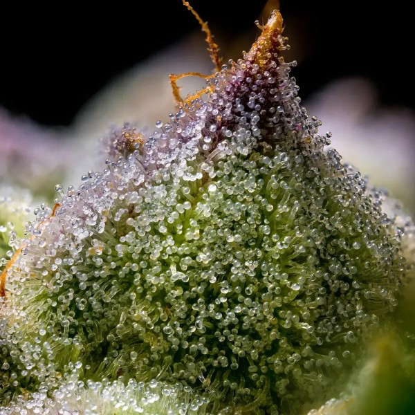 BearBush-Bear-Bush-Botanical-Collective-Barney's-Farm-Mendo-Breath-Fem-5
