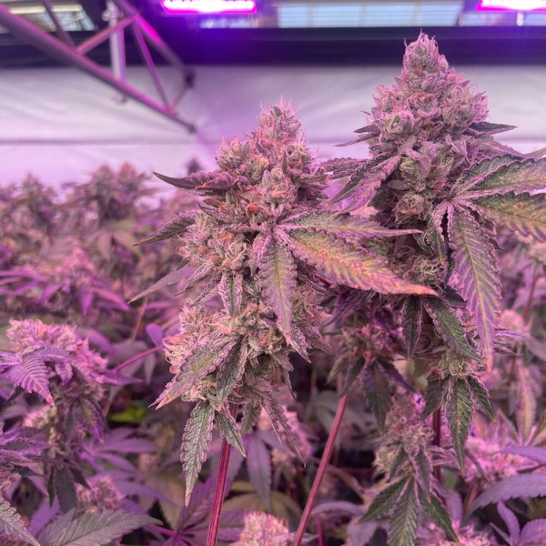 BearBush-Bear-Bush-Botanical-Collective-Barney's-Farm-RS11-x-Banana-OG-Fem-10