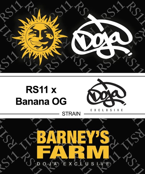 BearBush-Bear-Bush-Botanical-Collective-Barney's-Farm-RS11-x-Banana-OG-Fem-11