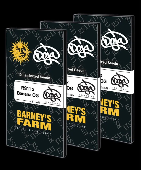 BearBush-Bear-Bush-Botanical-Collective-Barney's-Farm-RS11-x-Banana-OG-Fem-12