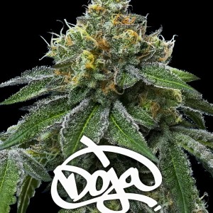 BearBush-Bear-Bush-Botanical-Collective-Barney's-Farm-RS11-x-Banana-OG-Fem-2