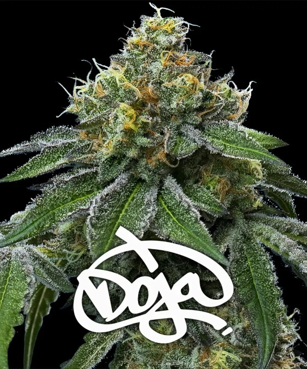 BearBush-Bear-Bush-Botanical-Collective-Barney's-Farm-RS11-x-Banana-OG-Fem-2