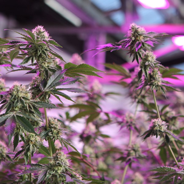 BearBush-Bear-Bush-Botanical-Collective-Barney's-Farm-RS11-x-Banana-OG-Fem-3