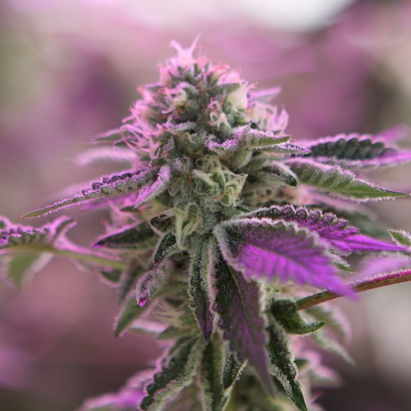 BearBush-Bear-Bush-Botanical-Collective-Barney's-Farm-RS11-x-Banana-OG-Fem-4