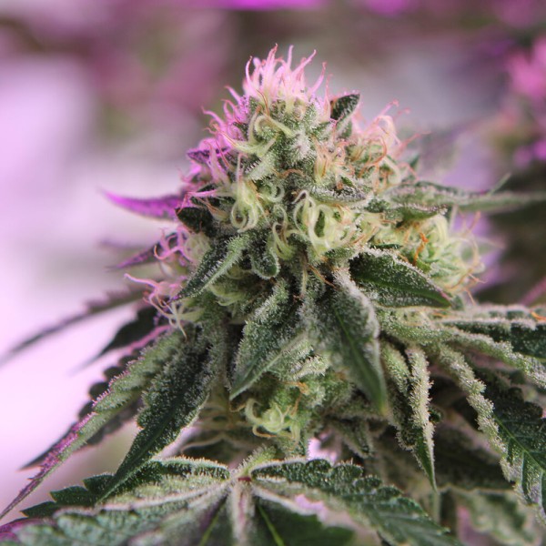 BearBush-Bear-Bush-Botanical-Collective-Barney's-Farm-RS11-x-Banana-OG-Fem-5