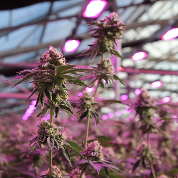 BearBush-Bear-Bush-Botanical-Collective-Barney's-Farm-RS11-x-Banana-OG-Fem-6
