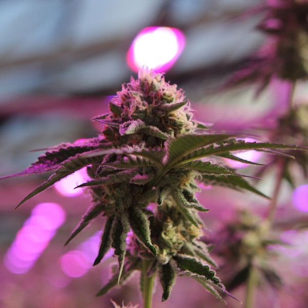 BearBush-Bear-Bush-Botanical-Collective-Barney's-Farm-RS11-x-Banana-OG-Fem-7