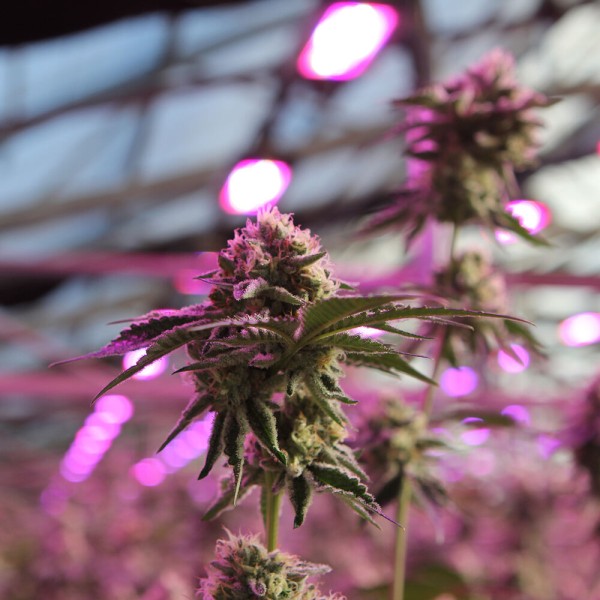 BearBush-Bear-Bush-Botanical-Collective-Barney's-Farm-RS11-x-Banana-OG-Fem-8