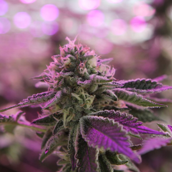 BearBush-Bear-Bush-Botanical-Collective-Barney's-Farm-RS11-x-Banana-OG-Fem-9