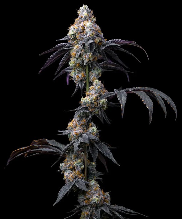 BearBush-Bear-Bush-Botanical-Collective-Barney's-Farm-Rainbow-Sherbet-Fem-2