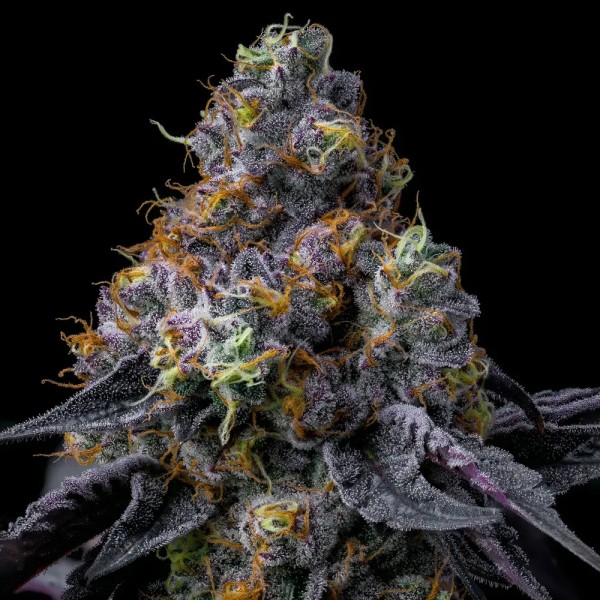 BearBush-Bear-Bush-Botanical-Collective-Barney's-Farm-Rainbow-Sherbet-Fem-3