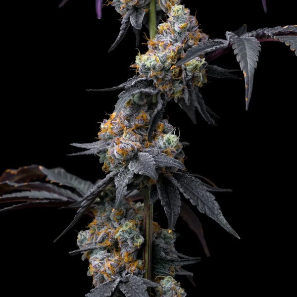 BearBush-Bear-Bush-Botanical-Collective-Barney's-Farm-Rainbow-Sherbet-Fem-4