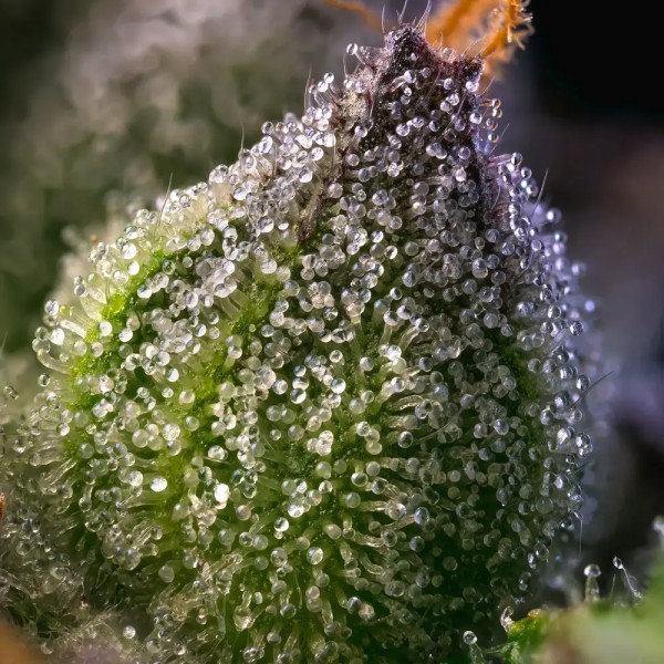 BearBush-Bear-Bush-Botanical-Collective-Barney's-Farm-Rainbow-Sherbet-Fem-5