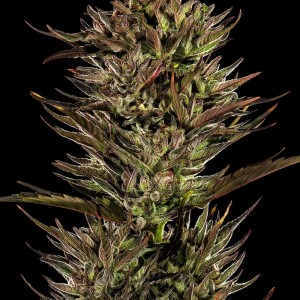 BearBush-Bear-Bush-Botanical-Collective-Barney's-Farm-Thin-Mint-x-Sour-Pinot-Auto-2