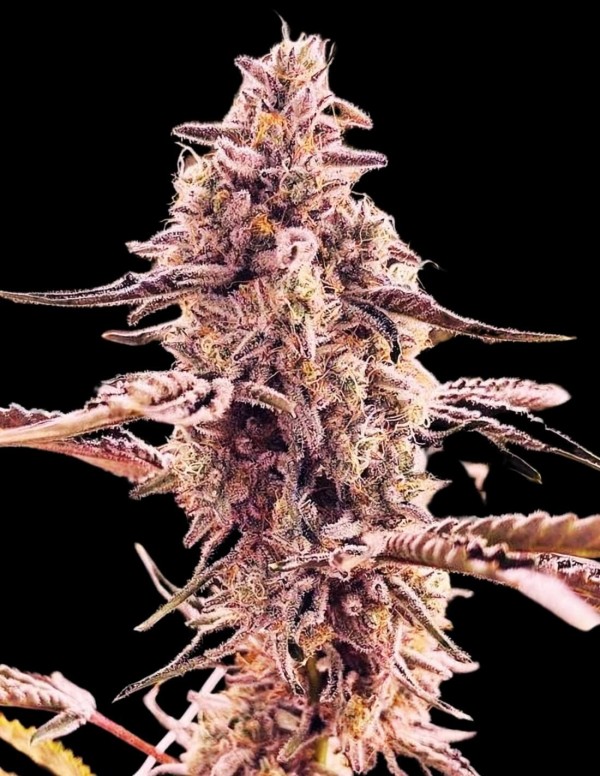 BearBush-Bear-Bush-Botanical-Collective-Compound-Genetics-Animorph-Mints-Fem-2