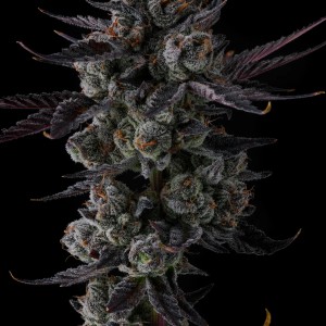 BearBush-Bear-Bush-Botanical-Collective-Compound-Genetics-Any-Day-Fem-2
