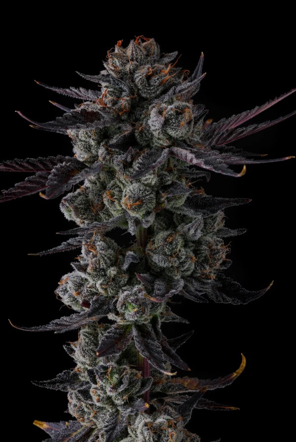 BearBush-Bear-Bush-Botanical-Collective-Compound-Genetics-Any-Day-Fem-2