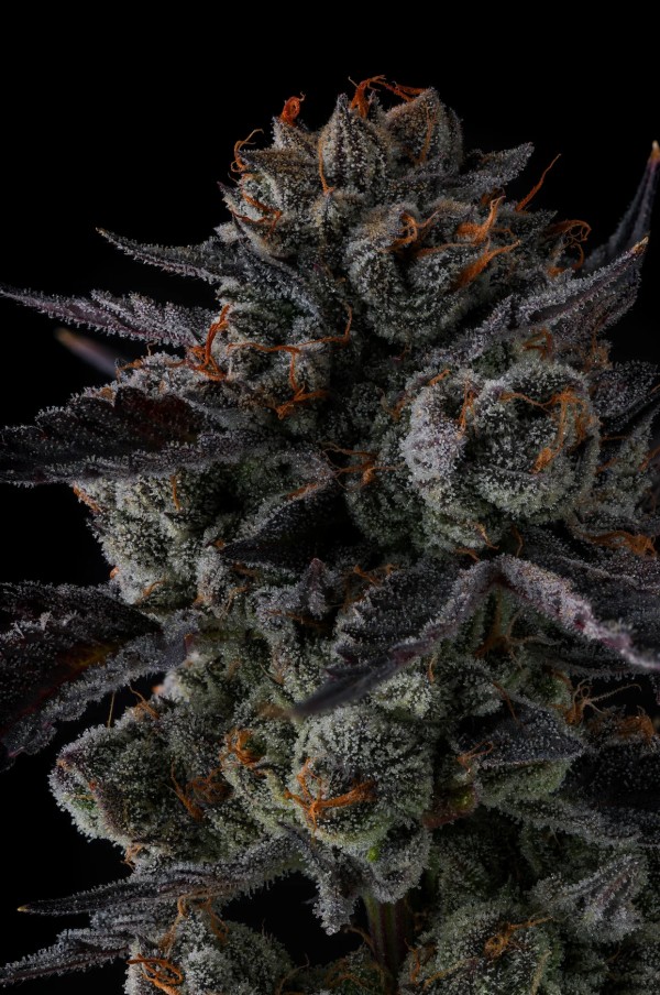 BearBush-Bear-Bush-Botanical-Collective-Compound-Genetics-Any-Day-Fem-3