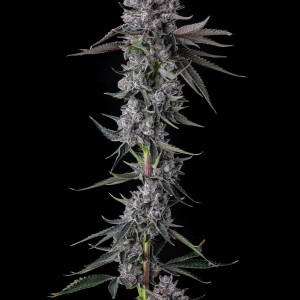 BearBush-Bear-Bush-Botanical-Collective-Compound-Genetics-Chrome-Dome-Fem-2