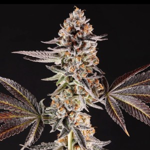 BearBush-Bear-Bush-Botanical-Collective-Compound-Genetics-Chronic-Cake-Fem-2