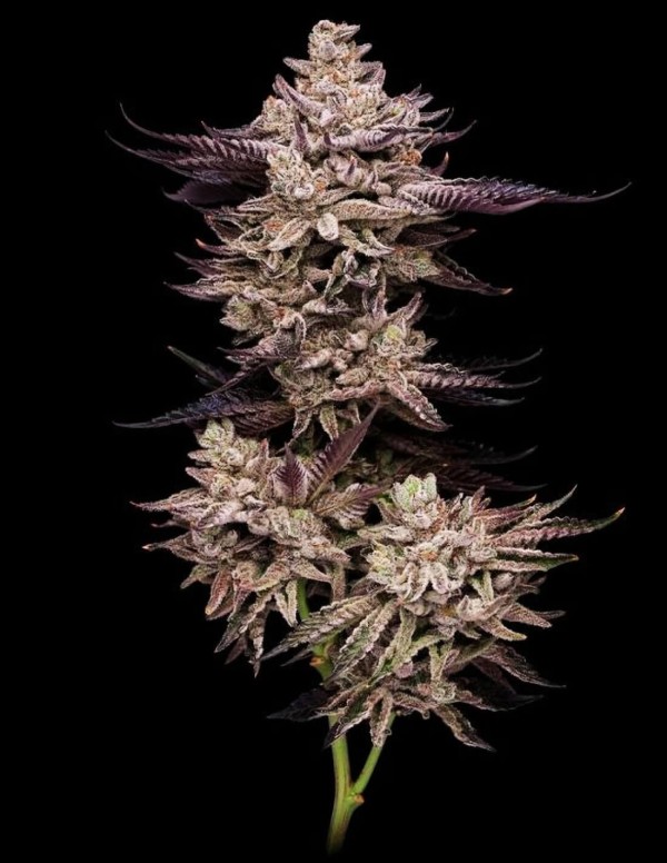 BearBush-Bear-Bush-Botanical-Collective-Compound-Genetics-El-Valle-Haze-Fem-2