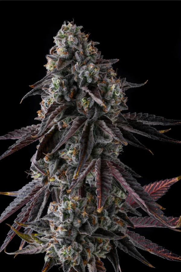 BearBush-Bear-Bush-Botanical-Collective-Compound-Genetics-Fruit-Riot-Fem-2