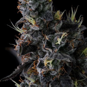 BearBush-Bear-Bush-Botanical-Collective-Compound-Genetics-Giggin'-Grapes-Fem-2