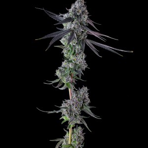 BearBush-Bear-Bush-Botanical-Collective-Compound-Genetics-Goofiez-Fem-2