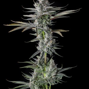 BearBush-Bear-Bush-Botanical-Collective-Compound-Genetics-Guwop-Green-Fem-2