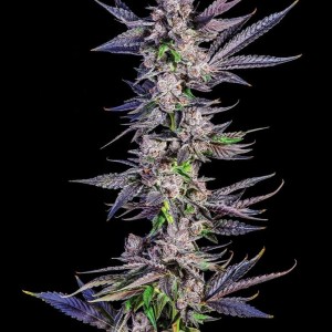 BearBush-Bear-Bush-Botanical-Collective-Compound-Genetics-Menthol-Runtz-Fem-2