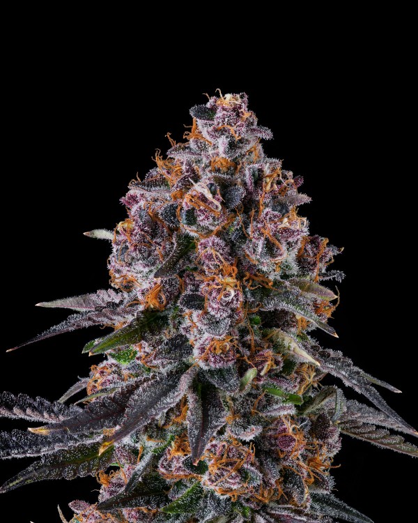 BearBush-Bear-Bush-Botanical-Collective-Compound-Genetics-NYC-Vapor-Fem-4